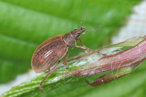 Réf. 280 505 : Polydrusus mollis